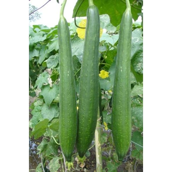 Vegetable Seed - 1 Packet Sponge Gourd Agri Chikni Seeds By Savyata Stores For Kitchen Garden - Image 3