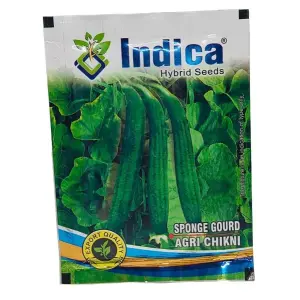 Vegetable Seed - 1 Packet Sponge Gourd Agri Chikni Seeds By Savyata Stores For Kitchen Garden