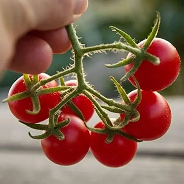 Vegetable Seed - 1 Packet WILD TEXAS CHERRY TOMATO Omaxe Seeds By Savyata Stores For Kitchen Garden - Image 2