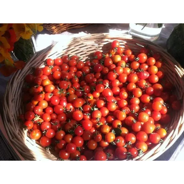 Vegetable Seed - 1 Packet WILD TEXAS CHERRY TOMATO Omaxe Seeds By Savyata Stores For Kitchen Garden - Image 3