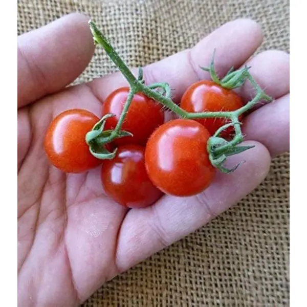 Vegetable Seed - 1 Packet WILD TEXAS CHERRY TOMATO Omaxe Seeds By Savyata Stores For Kitchen Garden - Image 4