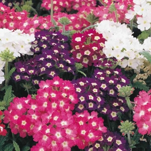 Verbena Quartz Mixed 20 Seeds For Garden And Balcony (Suitable For All Time All Season)