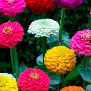 Zinnia Lilliput Mixed 20 Seeds For Garden And Balcony (Easy To Grow)